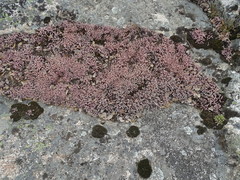 Sedum pedicellatum