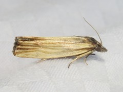 Eucosma radiatana
