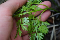 Peucedanum austriacum