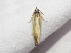 Eucosma radiatana