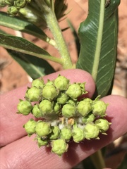 Asclepias labriformis