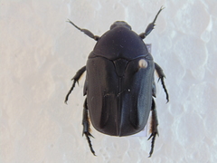 Protaetia opaca