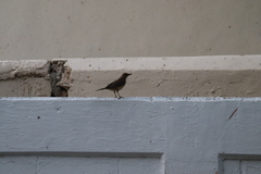 Turdus grayi