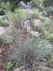 Muhlenbergia lindheimeri