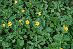 Kallstroemia parviflora