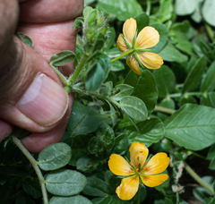 Kallstroemia parviflora