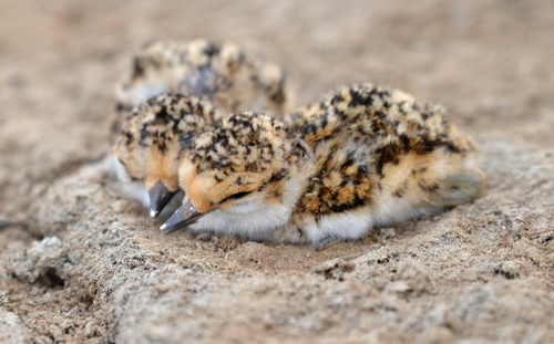 Kentish Plover