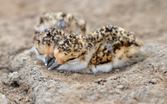 Kentish Plover photo 5