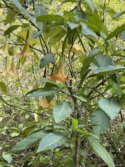 Brugmansia versicolor