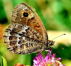 Satyrus actaea