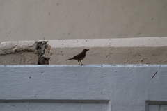 Turdus grayi