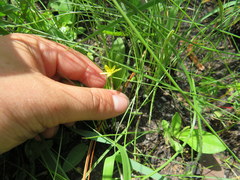 Hypoxis juncea