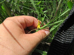 Hypoxis juncea