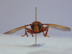 Milesia crabroniformis