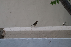 Turdus grayi