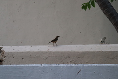 Turdus grayi