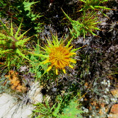 Berkheya cruciata