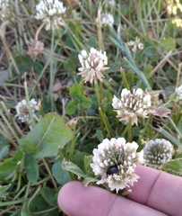 Trifolium repens