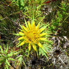Berkheya cruciata