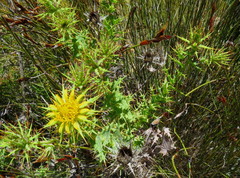 Berkheya cruciata
