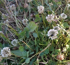 Trifolium repens
