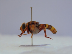 Milesia crabroniformis