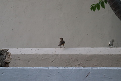 Turdus grayi