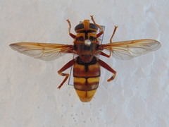 Milesia crabroniformis