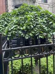 Ginkgo biloba