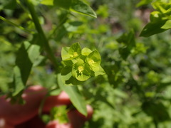 Euphorbia stricta