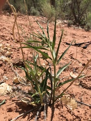 Asclepias labriformis