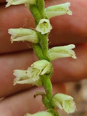 Spiranthes sylvatica