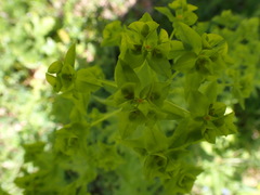 Euphorbia stricta