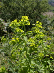 Euphorbia stricta