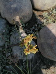 Cyperus luzulae