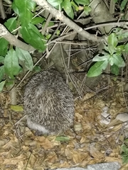 Erinaceus roumanicus