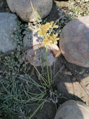 Cyperus luzulae