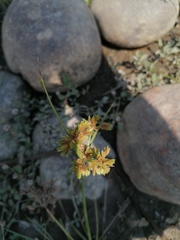 Cyperus luzulae