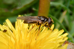 Cheilosia bergenstammi