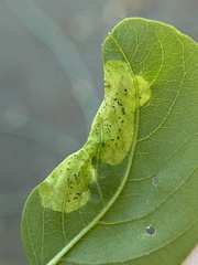 Agromyza soka