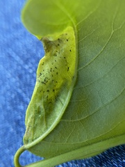 Agromyza soka