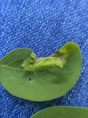 Agromyza soka