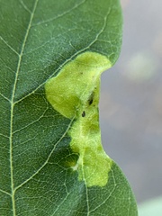 Agromyza soka