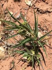 Asclepias labriformis