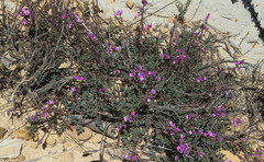 Indigofera declinata