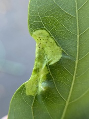 Agromyza soka