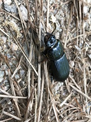 Odontotaenius disjunctus