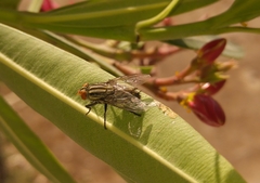 Sarcophagidae