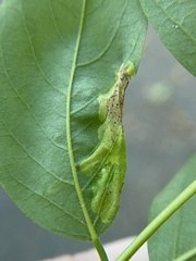 Agromyza soka