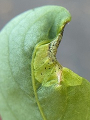 Agromyza soka